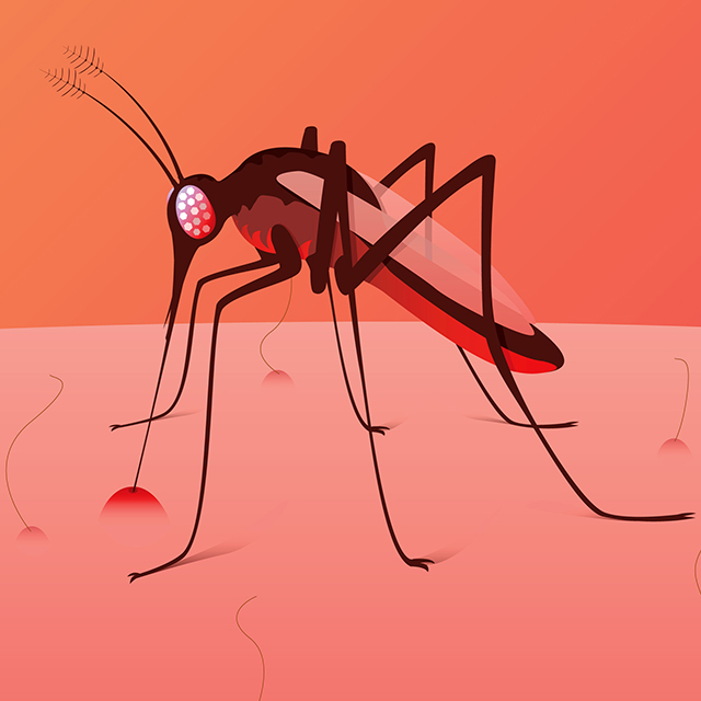 An illustration shows a mosquito. 