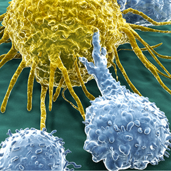 Close-up animation of both cancer and immune cells