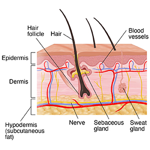 Diagram of the layers of the skin