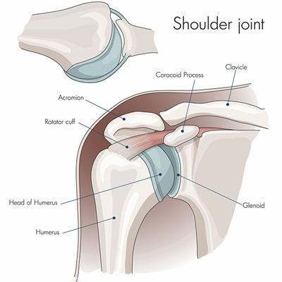 Diagram of shoulder joint