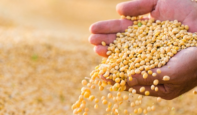 Farmer holding soy bean seeds in field