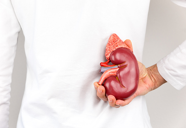 A doctor holds a model of a kidney