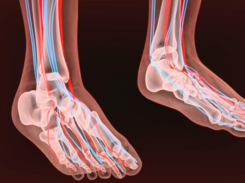 Arteries in foot