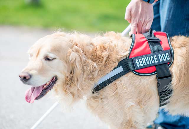 Patient with service dog