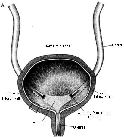 Diagram of the bladder