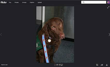 therapy dog lewis 2014