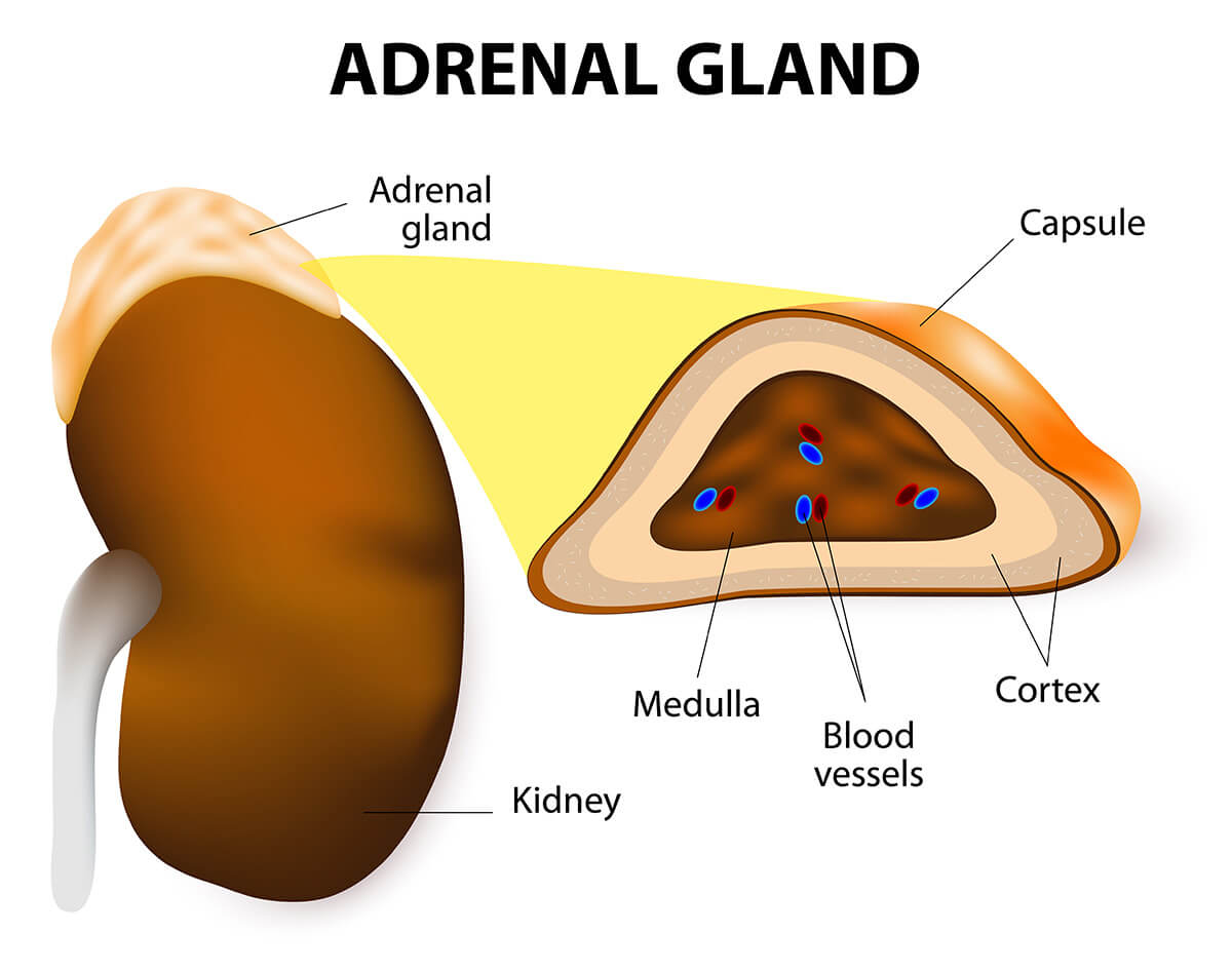 Image result for adrenal medulla