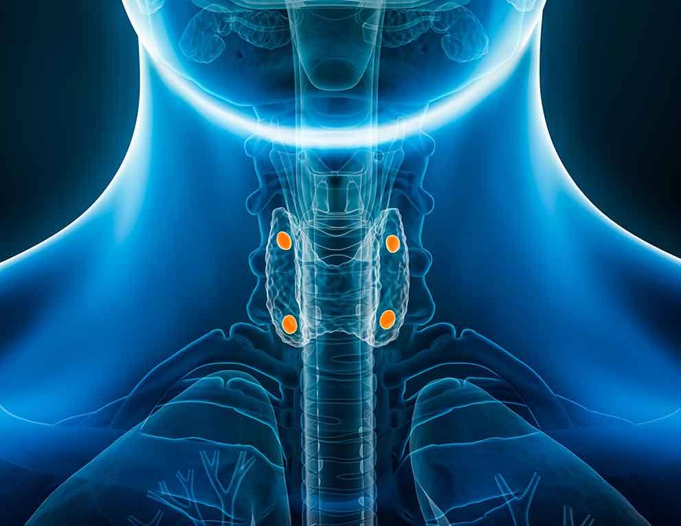 Diagram of the neck showing four bright parathyroid glands sitting in the center of the neck