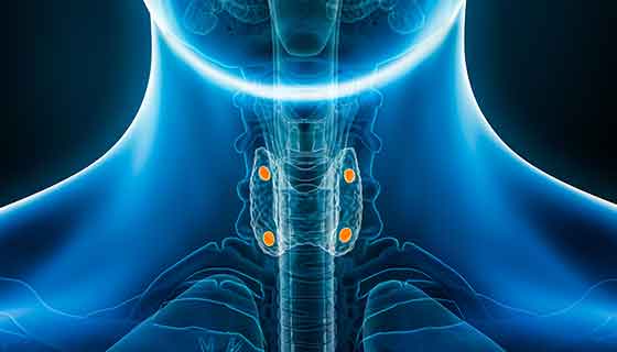 Diagram of the neck showing four bright parathyroid glands sitting in the center of the neck