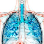 Lungs displaying sarcoidosis 