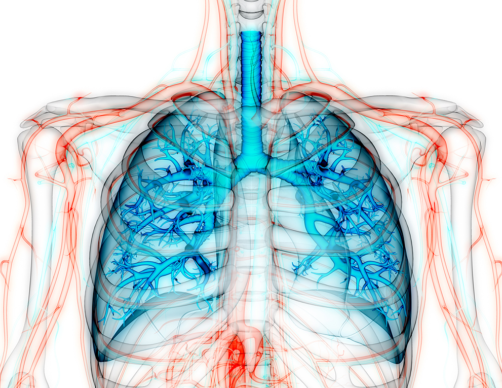 Lungs displaying sarcoidosis