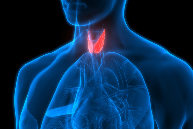 Anatomical illustration of thyroid gland