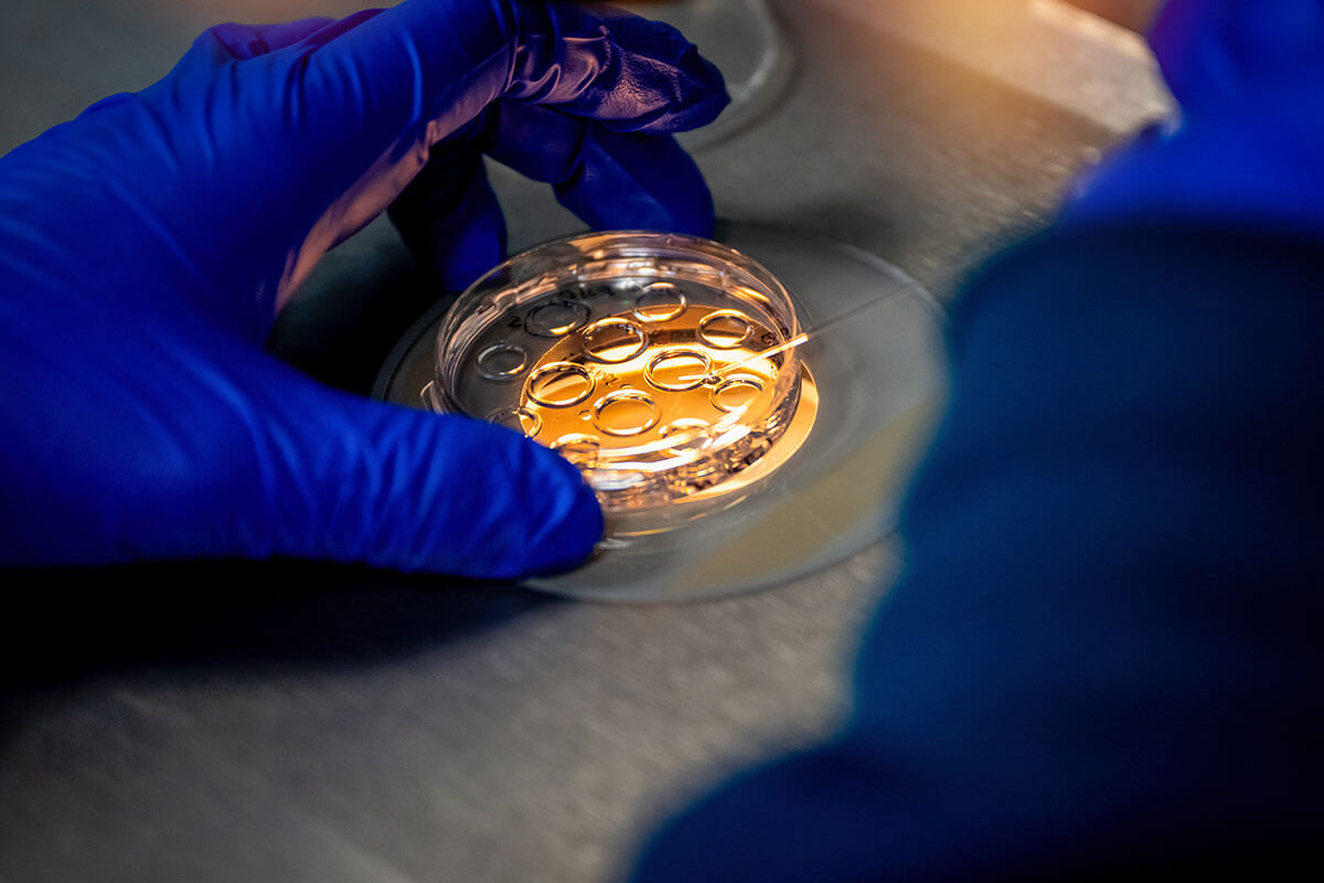 Gloved hands hold a petri dish