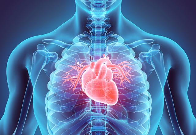 3D medical illustration of human heart