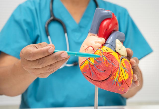 Cardiologist demonstrating with human heart model