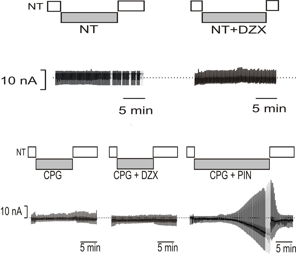 cardiac surgery research - Data from Whole Cell Voltage Camping of Isolated Myocytes image