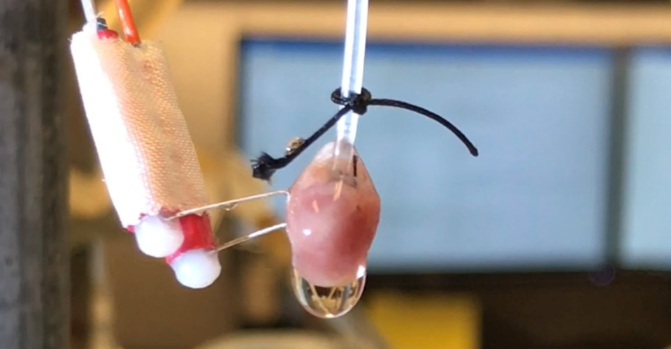 cardiac surgery research lab - Langendorff model (isolated mouse heart)