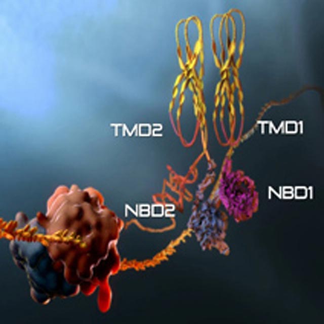 A string of amino acids emerges from the protein complex in the CFTR gene, whose mutation causes cystic fibrosis.