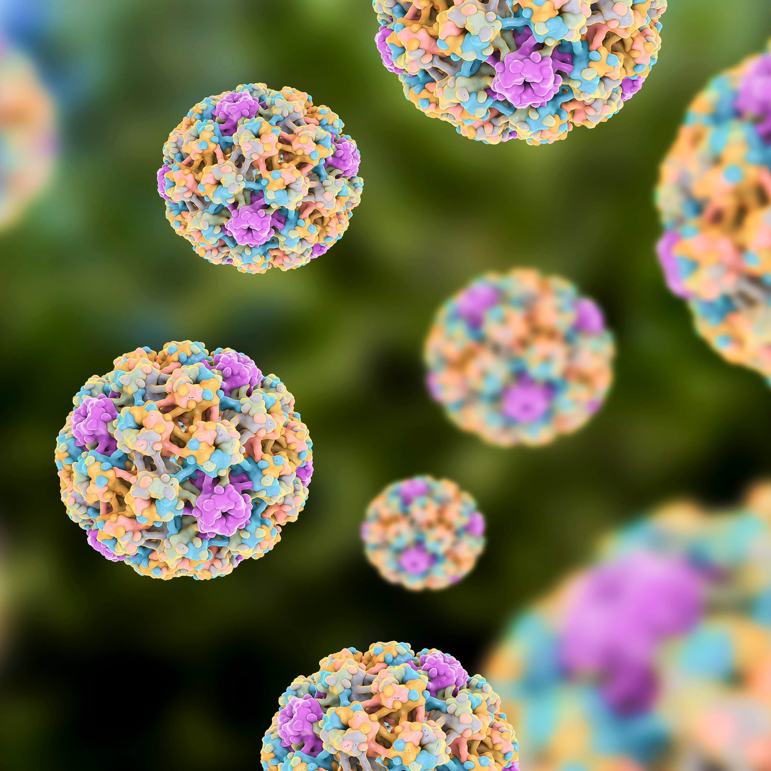 An images shows a 3D model of the human papilloma virus.