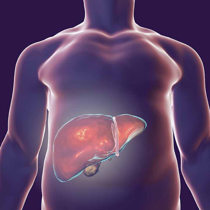 A graphic shows the liver in the body. 