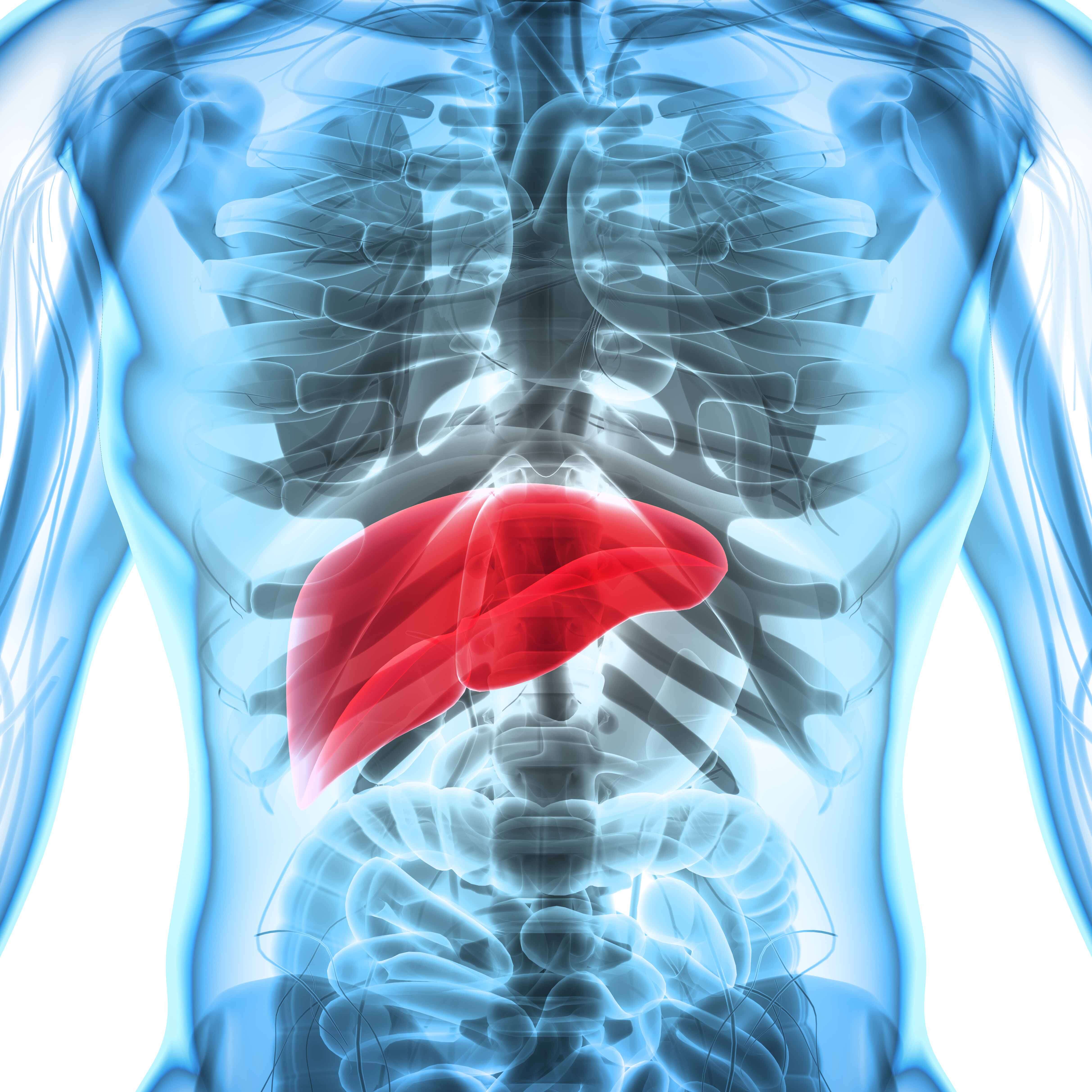 An illustration shows where the liver is in the body. 