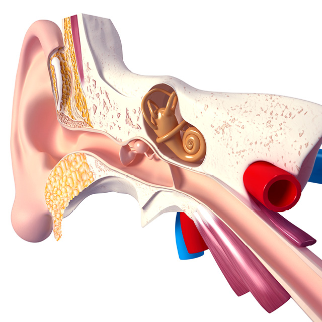 Image shows detail of internal ear canal, including connection to Eustachian tube. 