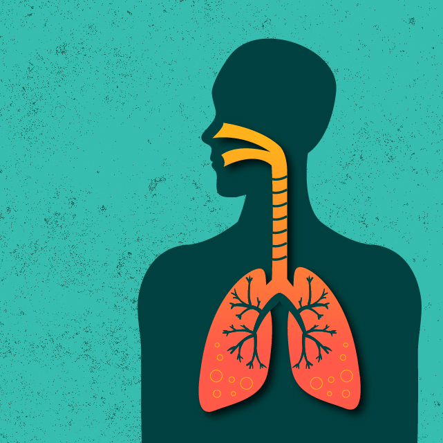 This is an illustration of lungs