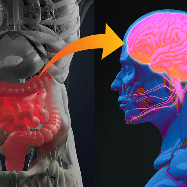 Image of gut and brain interaction