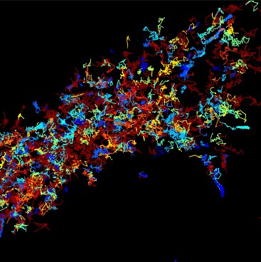 Rhomboid proteins