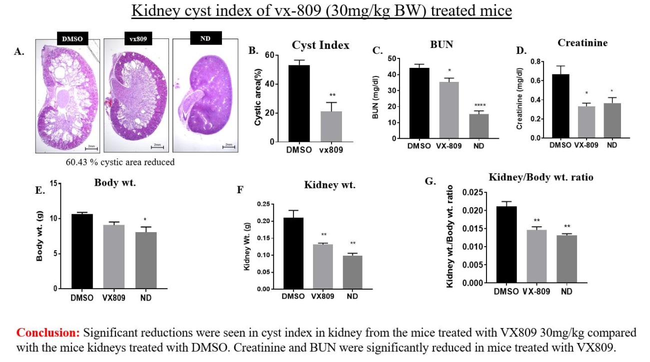 Several graphs show the kidney cyst index of treated mice.