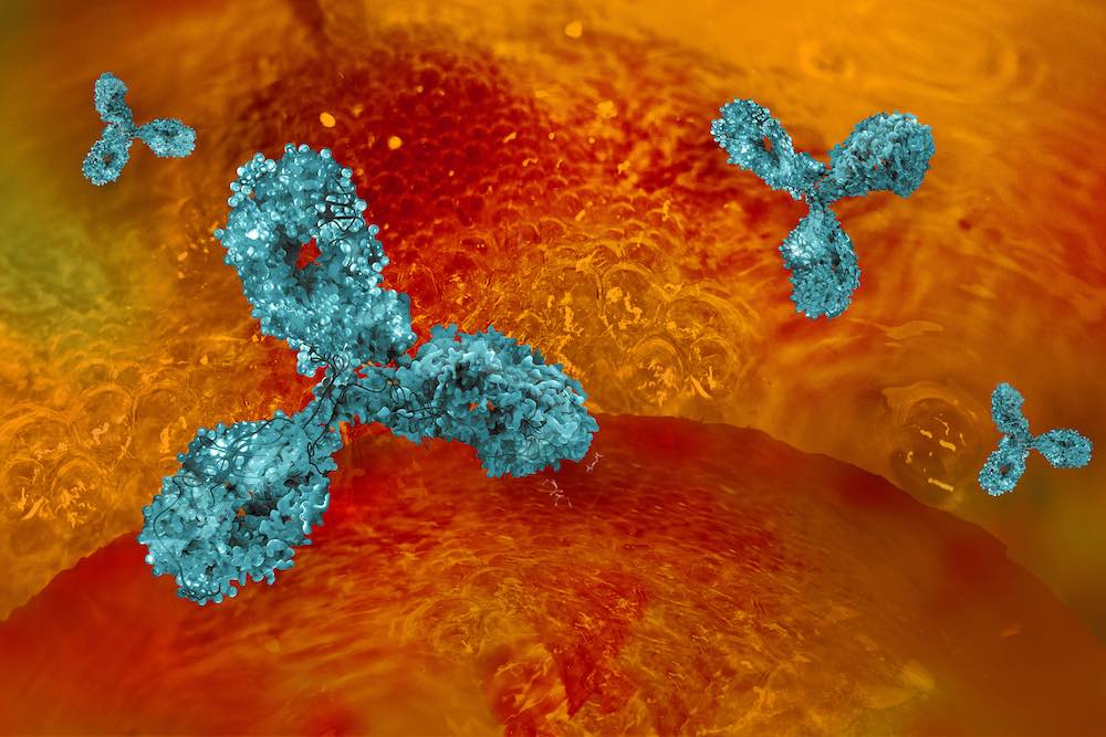 An illustration shows a rendering of a monoclonal antibody.