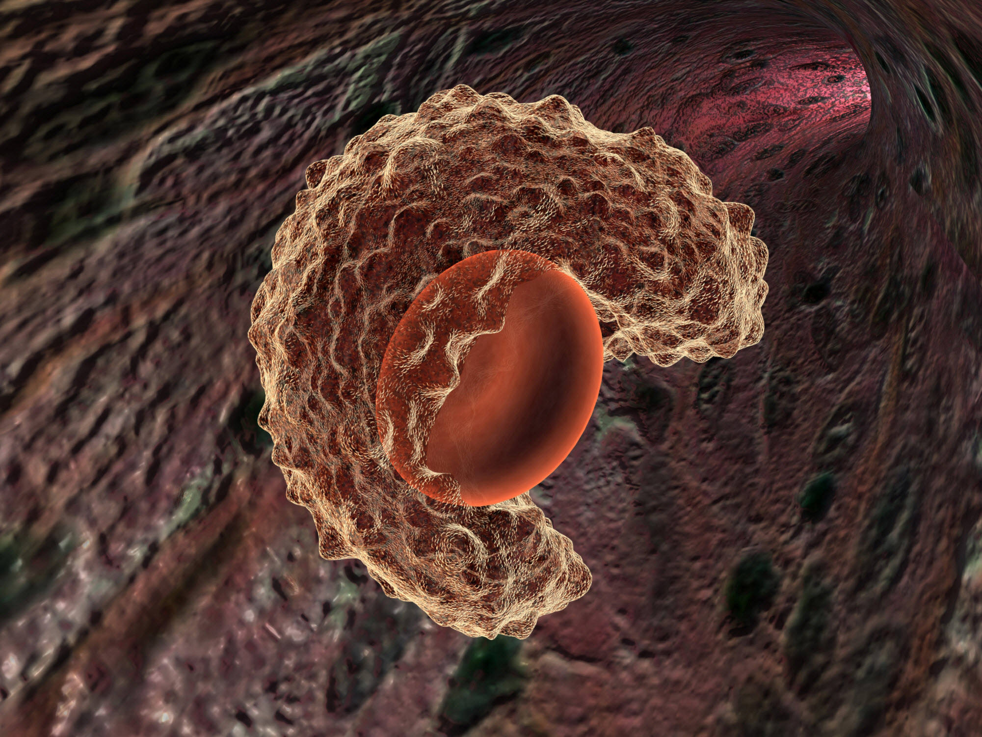 Macrophage cell
