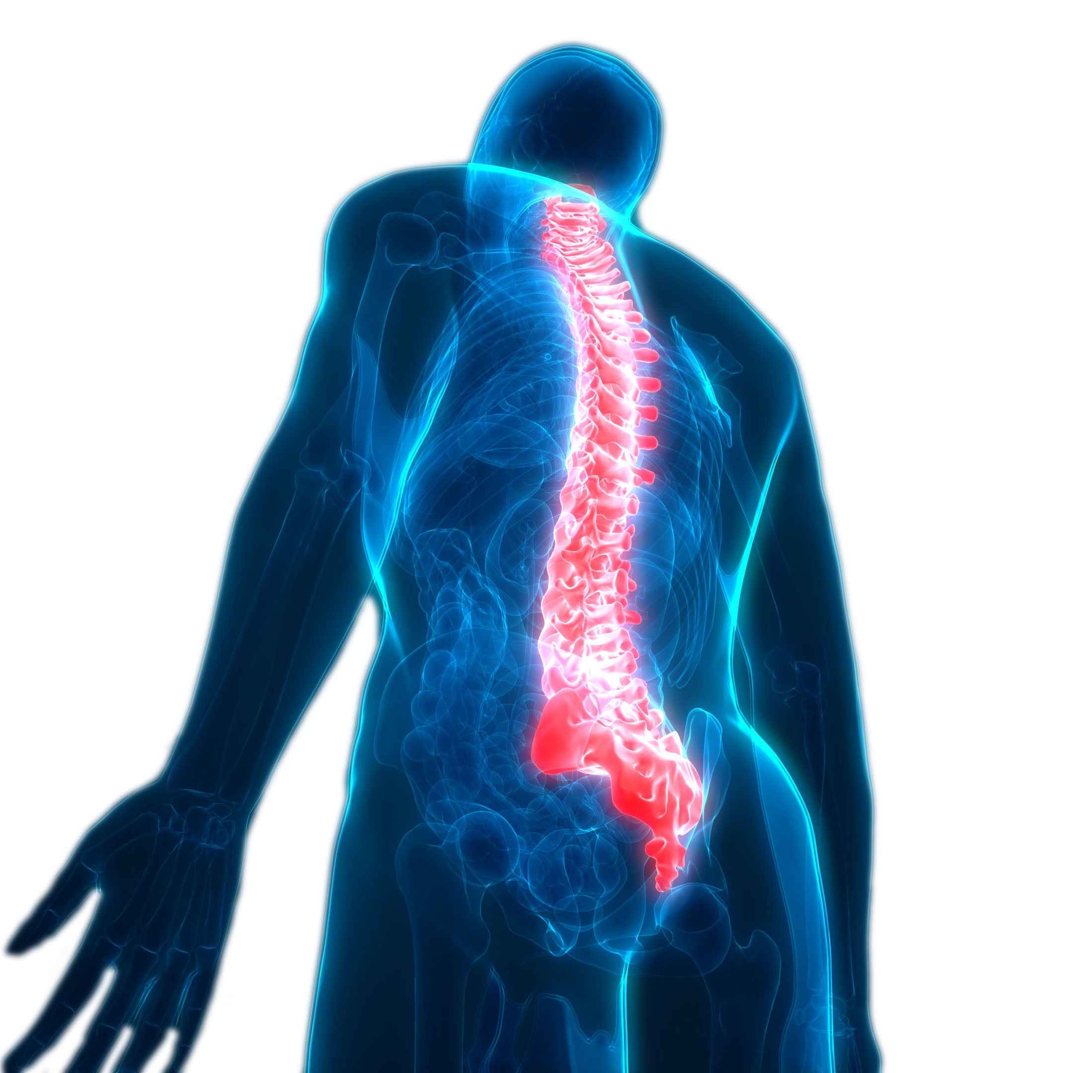 An artist rendering shows the outline of a person with their bone structure illuminated blue and their spine red.