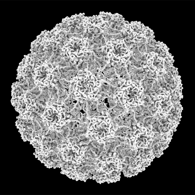 An illustration shows a 3D rendering of HPV.