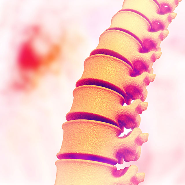 Image of Spine