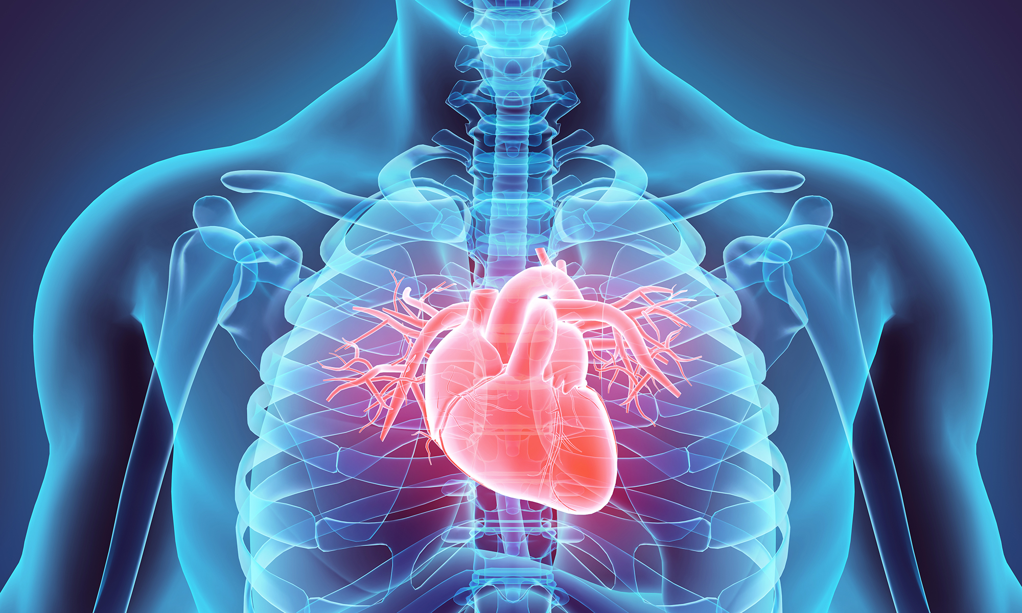 3D computer illustration of male human body outlned in blue, with and an anatomical, glowing red and pink heart 