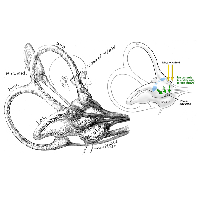 An illustration shows the utricle and superior and horizontal semicircular canals. 