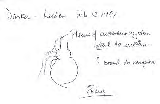 Walsh’s illustration from the day he and Pieter Donker discovered the location of the branches to the corpora cavernosa