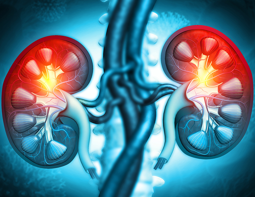 kidney