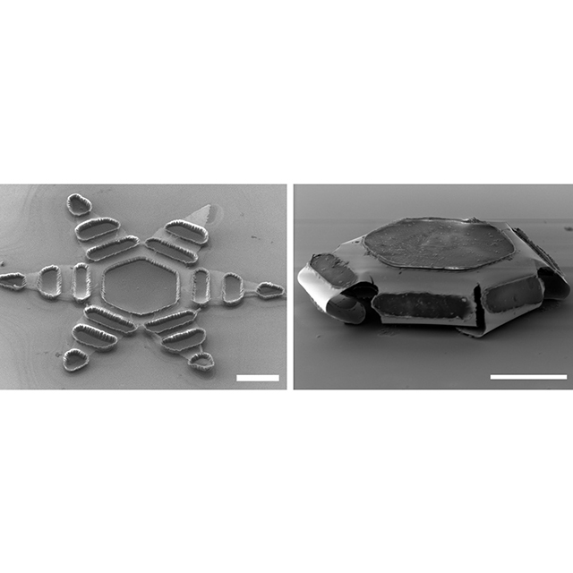 An image shows open and closed theragrippers.  