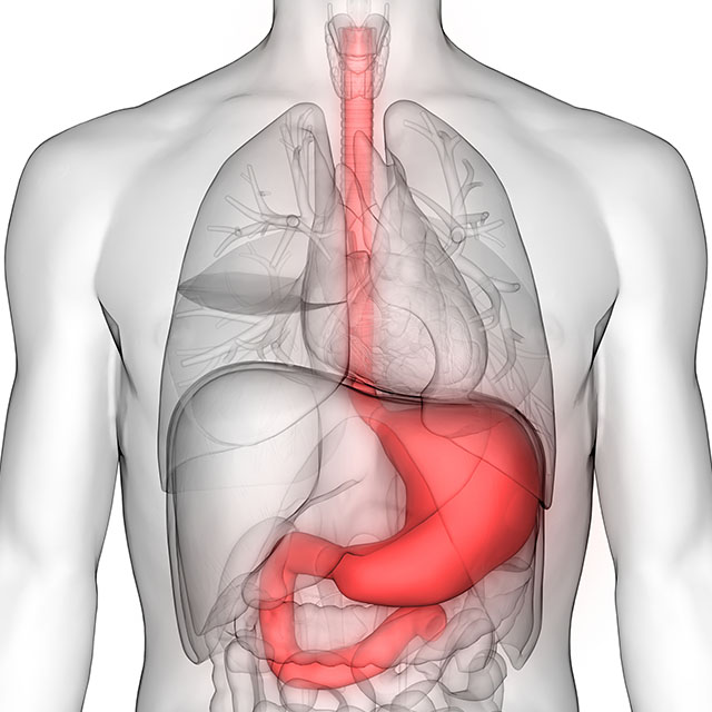 3D illustration of gastrointestinal system, with a red highlight on the stomach