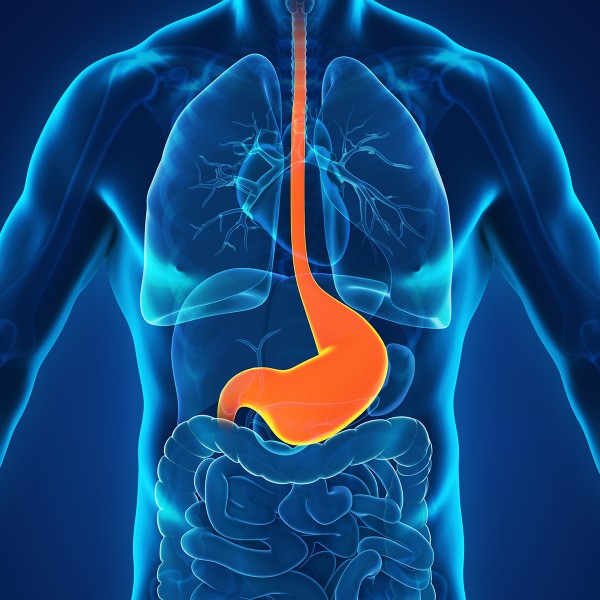 illustration of digestive system