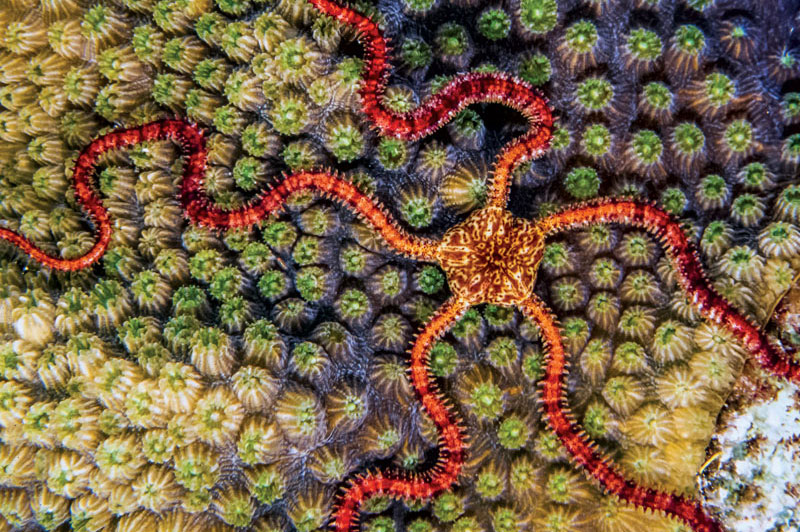 The ruby brittle star, Ophioderma rubicundum