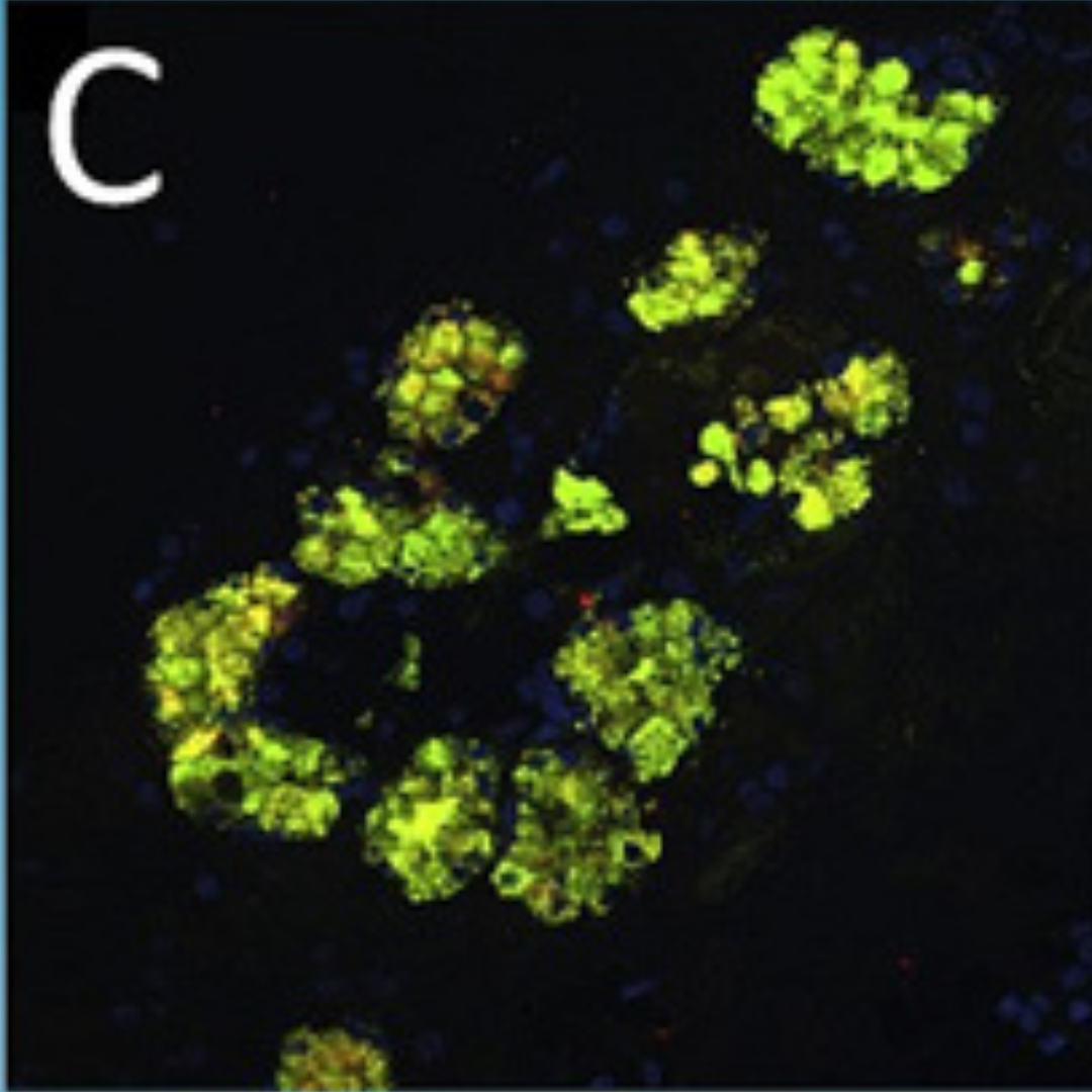 Microscope image of cells from submucosal glands showing DMBT1