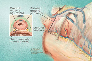An illustration from Walsh’s educational video, watched by urologists worldwide.