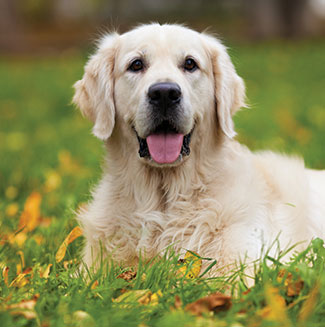 dogs-detect-prostate_cancer