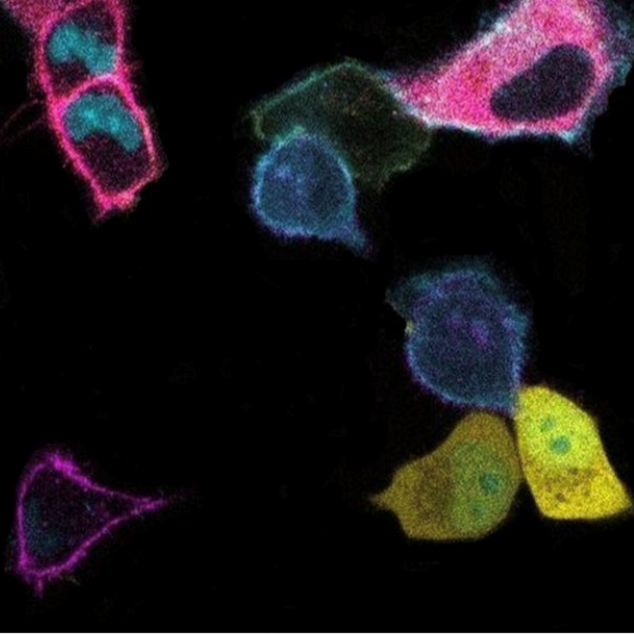 Multicolor cells on a black background 
