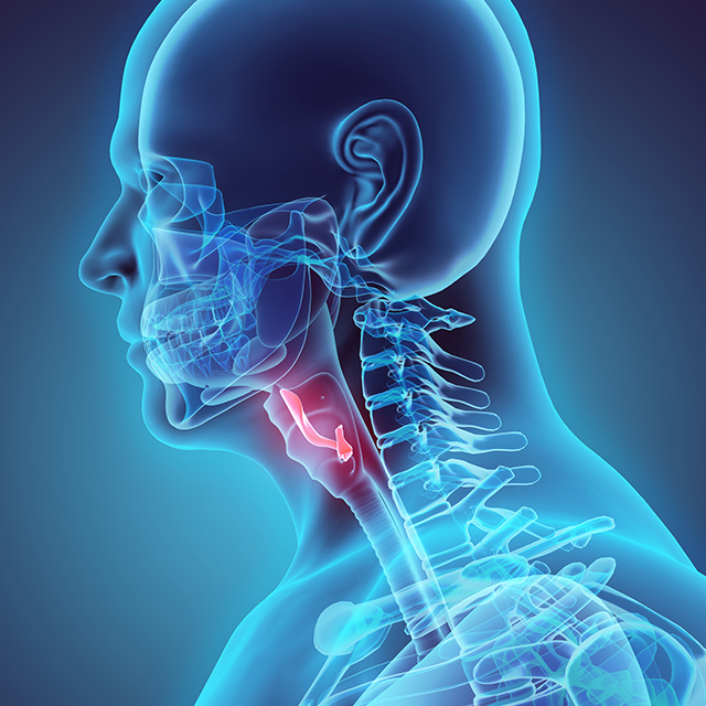 An illustration highlights the larynx. 