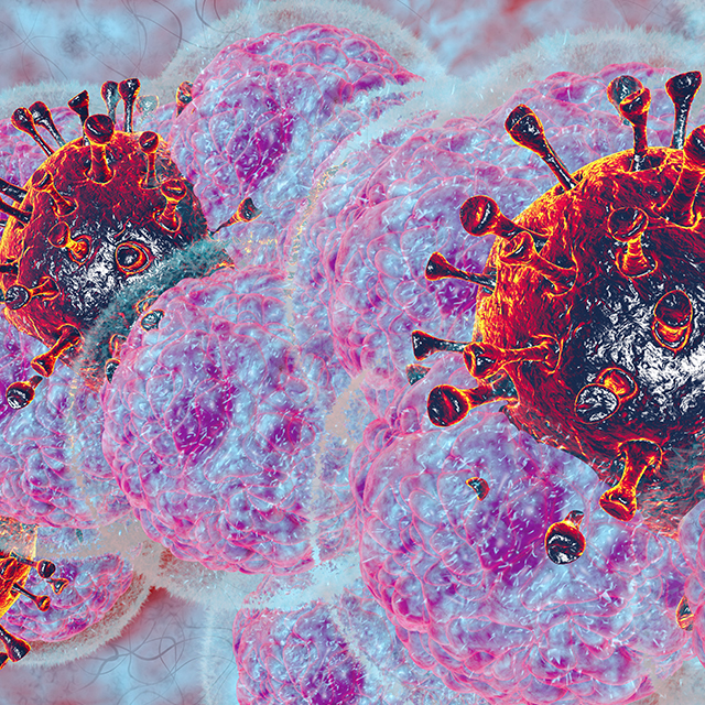 COVID spike proteins are pictured in red infecting healthy cells, pictured in pink and purple 