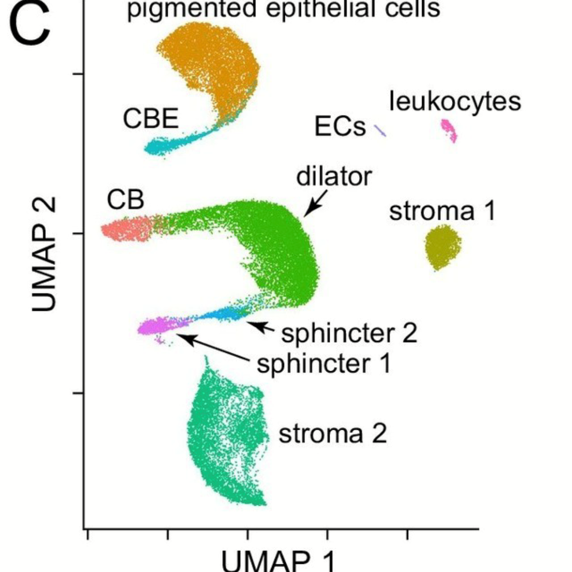 x and y map of cells in the iris